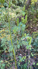 Agastache nepetoides