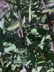 Tettigidea lateralis