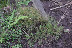 Fimbristylis griffithii