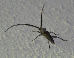 Gnaphalodes trachyderoides