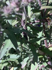 Tettigidea lateralis