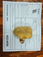 Hydnum subolympicum