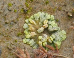 Riccia cavernosa
