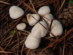Marasmius wynneae