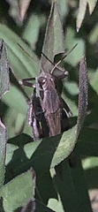 Tettigidea lateralis