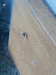 Crossopriza lyoni
