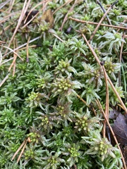 Sphagnum palustre