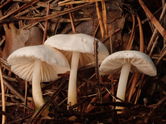 Marasmius wynneae