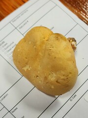 Hydnum subolympicum