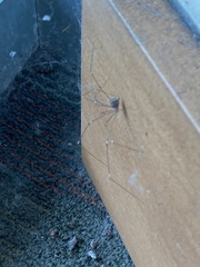 Crossopriza lyoni