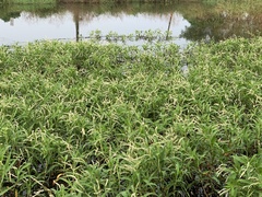 Persicaria pulchra