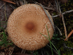 Lepiota oreadiformis