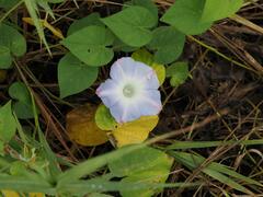 Ipomoea nil