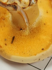 Hydnum subolympicum