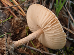Lepiota oreadiformis
