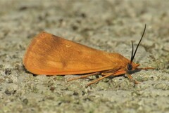 Virbia aurantiaca