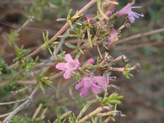 Thymus pallasianus
