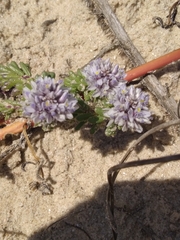 Polygala cyparissias