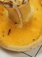 Hydnum subolympicum