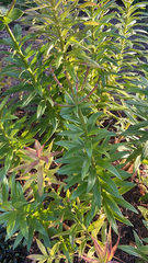 Lilium