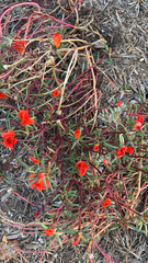 Portulaca grandiflora