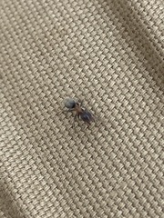 Liometopum occidentale