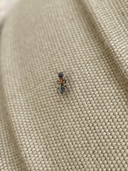 Liometopum occidentale