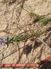 Polygala cyparissias