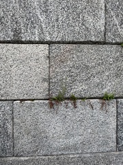 Chaenorhinum