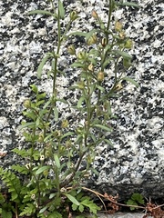 Chaenorhinum