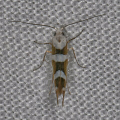 Argyresthia calliphanes