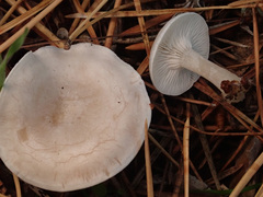 Clitocybe rivulosa
