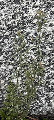 Chaenorhinum