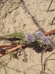 Polygala cyparissias