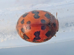 Subcoccinella vigintiquatuorpunctata