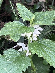 Lamium album