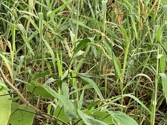 Persicaria pulchra