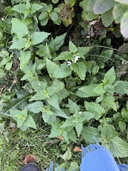 Lamium album