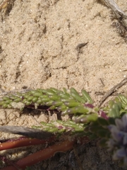 Polygala cyparissias