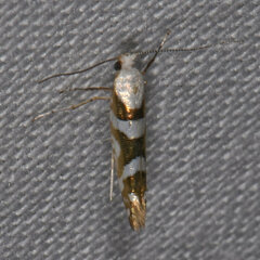Argyresthia calliphanes