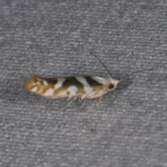 Argyresthia calliphanes