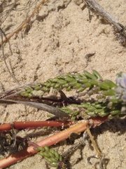 Polygala cyparissias