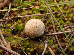 Lycoperdon lividum