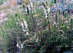 Pedicularis interrupta