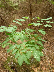 Lonicera nigra
