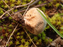 Lycoperdon lividum