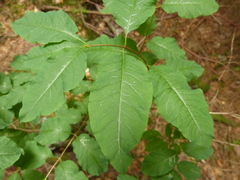 Lonicera nigra