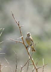 Gymnoris superciliaris