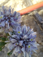 Polygala cyparissias