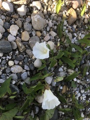 Calystegia sepium